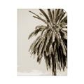 Picture of Canary Palm _GroupedProduct_Rectangle_Portrait_Photography _GroupedProduct_Rectangle_Portrait_Unframed_Print_Only_