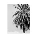 Picture of Canary Palm _GroupedProduct_Rectangle_Portrait_Photography _GroupedProduct_Rectangle_Portrait_Unframed_Print_Only_