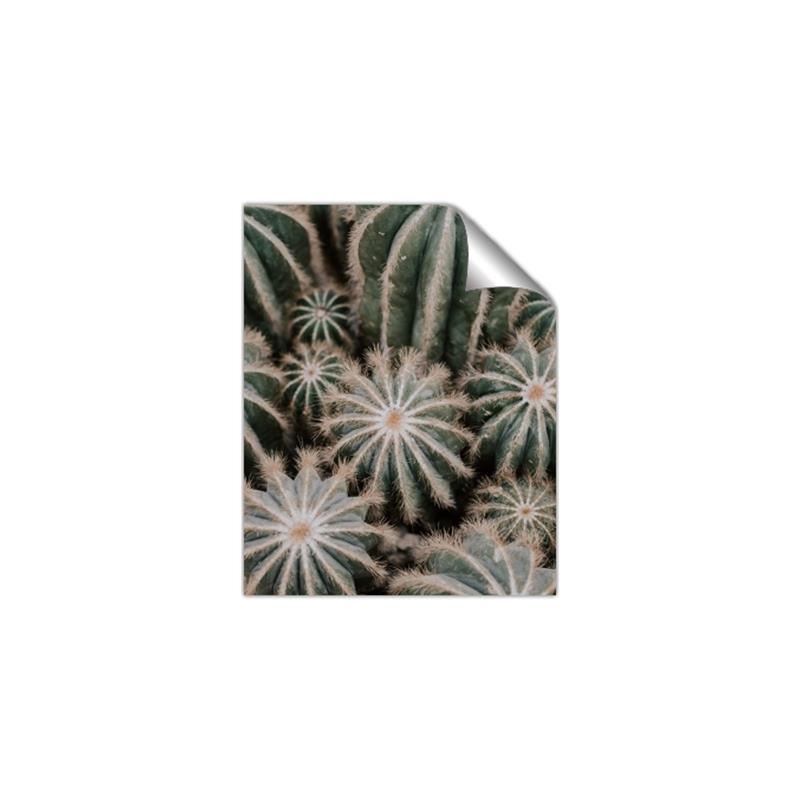 Picture of Cactus Zone _GroupedProduct_Rectangle_Portrait_Photography _GroupedProduct_Rectangle_Portrait_Unframed_Print_Only_