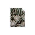 Picture of Cactus Zone _GroupedProduct_Rectangle_Portrait_Photography _GroupedProduct_Rectangle_Portrait_Unframed_Print_Only_