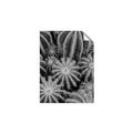 Picture of Cactus Zone _GroupedProduct_Rectangle_Portrait_Photography _GroupedProduct_Rectangle_Portrait_Unframed_Print_Only_