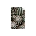 Picture of Cactus Zone _GroupedProduct_Rectangle_Portrait_Photography _GroupedProduct_Rectangle_Portrait_Unframed_Print_Only_