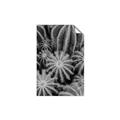 Picture of Cactus Zone _GroupedProduct_Rectangle_Portrait_Photography _GroupedProduct_Rectangle_Portrait_Unframed_Print_Only_