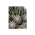 Picture of Cactus Zone _GroupedProduct_Rectangle_Portrait_Photography _GroupedProduct_Rectangle_Portrait_Unframed_Print_Only_