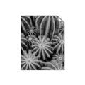 Picture of Cactus Zone _GroupedProduct_Rectangle_Portrait_Photography _GroupedProduct_Rectangle_Portrait_Unframed_Print_Only_