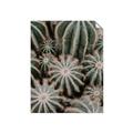 Picture of Cactus Zone _GroupedProduct_Rectangle_Portrait_Photography _GroupedProduct_Rectangle_Portrait_Unframed_Print_Only_