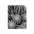 Picture of Cactus Zone _GroupedProduct_Rectangle_Portrait_Photography _GroupedProduct_Rectangle_Portrait_Unframed_Print_Only_