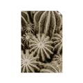 Picture of Cactus Zone _GroupedProduct_Rectangle_Portrait_Photography _GroupedProduct_Rectangle_Portrait_Unframed_Print_Only_