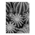 Picture of Cactus Zone _GroupedProduct_Rectangle_Portrait_Photography _GroupedProduct_Rectangle_Portrait_Unframed_Print_Only_