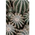 Picture of Cactus Zone _GroupedProduct_Rectangle_Portrait_Photography _GroupedProduct_Rectangle_Portrait_Unframed_Print_Only_