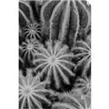 Picture of Cactus Zone _GroupedProduct_Rectangle_Portrait_Photography _GroupedProduct_Rectangle_Portrait_Unframed_Print_Only_