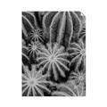 Picture of Cactus Zone _GroupedProduct_Rectangle_Portrait_Photography _GroupedProduct_Rectangle_Portrait_Unframed_Print_Only_