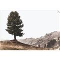 Picture of Tree on a Hill _GroupedProduct_Rectangle_Landscape_Photography _GroupedProduct_Rectangle_Landscape_Unframed_Print_Only_