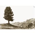 Picture of Tree on a Hill _GroupedProduct_Rectangle_Landscape_Photography _GroupedProduct_Rectangle_Landscape_Unframed_Print_Only_