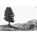 Picture of Tree on a Hill _GroupedProduct_Rectangle_Landscape_Photography _GroupedProduct_Rectangle_Landscape_Unframed_Print_Only_