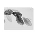 Picture of Spring Dew Leaves _GroupedProduct_Rectangle_Landscape_Photography _GroupedProduct_Rectangle_Landscape_Unframed_Print_Only_