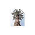 Picture of Palm Perfection _GroupedProduct_Rectangle_Portrait_Photography _GroupedProduct_Rectangle_Portrait_Unframed_Print_Only_
