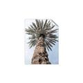 Picture of Palm Perfection _GroupedProduct_Rectangle_Portrait_Photography _GroupedProduct_Rectangle_Portrait_Unframed_Print_Only_
