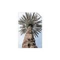 Picture of Palm Perfection _GroupedProduct_Rectangle_Portrait_Photography _GroupedProduct_Rectangle_Portrait_Unframed_Print_Only_