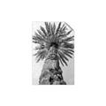 Picture of Palm Perfection _GroupedProduct_Rectangle_Portrait_Photography _GroupedProduct_Rectangle_Portrait_Unframed_Print_Only_