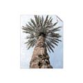 Picture of Palm Perfection _GroupedProduct_Rectangle_Portrait_Photography _GroupedProduct_Rectangle_Portrait_Unframed_Print_Only_