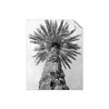 Picture of Palm Perfection _GroupedProduct_Rectangle_Portrait_Photography _GroupedProduct_Rectangle_Portrait_Unframed_Print_Only_