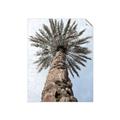 Picture of Palm Perfection _GroupedProduct_Rectangle_Portrait_Photography _GroupedProduct_Rectangle_Portrait_Unframed_Print_Only_