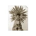 Picture of Palm Perfection _GroupedProduct_Rectangle_Portrait_Photography _GroupedProduct_Rectangle_Portrait_Unframed_Print_Only_