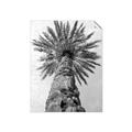 Picture of Palm Perfection _GroupedProduct_Rectangle_Portrait_Photography _GroupedProduct_Rectangle_Portrait_Unframed_Print_Only_
