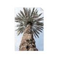 Picture of Palm Perfection _GroupedProduct_Rectangle_Portrait_Photography _GroupedProduct_Rectangle_Portrait_Unframed_Print_Only_