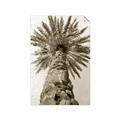 Picture of Palm Perfection _GroupedProduct_Rectangle_Portrait_Photography _GroupedProduct_Rectangle_Portrait_Unframed_Print_Only_