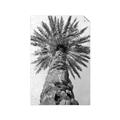 Picture of Palm Perfection _GroupedProduct_Rectangle_Portrait_Photography _GroupedProduct_Rectangle_Portrait_Unframed_Print_Only_