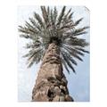 Picture of Palm Perfection _GroupedProduct_Rectangle_Portrait_Photography _GroupedProduct_Rectangle_Portrait_Unframed_Print_Only_