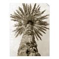 Picture of Palm Perfection _GroupedProduct_Rectangle_Portrait_Photography _GroupedProduct_Rectangle_Portrait_Unframed_Print_Only_