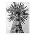Picture of Palm Perfection _GroupedProduct_Rectangle_Portrait_Photography _GroupedProduct_Rectangle_Portrait_Unframed_Print_Only_