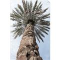Picture of Palm Perfection _GroupedProduct_Rectangle_Portrait_Photography _GroupedProduct_Rectangle_Portrait_Unframed_Print_Only_