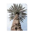 Picture of Palm Perfection _GroupedProduct_Rectangle_Portrait_Photography _GroupedProduct_Rectangle_Portrait_Unframed_Print_Only_