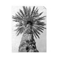 Picture of Palm Perfection _GroupedProduct_Rectangle_Portrait_Photography _GroupedProduct_Rectangle_Portrait_Unframed_Print_Only_