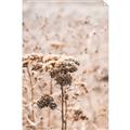 Picture of Macro Dried Florals _GroupedProduct_Rectangle_Portrait_Photography _GroupedProduct_Rectangle_Portrait_Unframed_Print_Only_