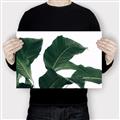 Picture of Plant Bliss _GroupedProduct_Rectangle_Landscape_Photography _GroupedProduct_Rectangle_Landscape_Canvas_