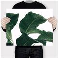 Picture of Plant Bliss _GroupedProduct_Rectangle_Landscape_Photography _GroupedProduct_Rectangle_Landscape_Canvas_
