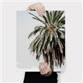 Picture of Canary Palm _GroupedProduct_Rectangle_Portrait_Photography _GroupedProduct_Rectangle_Portrait_Canvas_