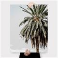 Picture of Canary Palm _GroupedProduct_Rectangle_Portrait_Photography _GroupedProduct_Rectangle_Portrait_Canvas_