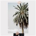 Picture of Canary Palm _GroupedProduct_Rectangle_Portrait_Photography _GroupedProduct_Rectangle_Portrait_Canvas_