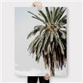 Picture of Canary Palm _GroupedProduct_Rectangle_Portrait_Photography _GroupedProduct_Rectangle_Portrait_Canvas_