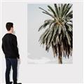Picture of Canary Palm _GroupedProduct_Rectangle_Portrait_Photography _GroupedProduct_Rectangle_Portrait_Canvas_