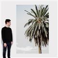 Picture of Canary Palm _GroupedProduct_Rectangle_Portrait_Photography _GroupedProduct_Rectangle_Portrait_Canvas_