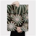 Picture of Cactus Zone _GroupedProduct_Rectangle_Portrait_Photography _GroupedProduct_Rectangle_Portrait_Canvas_