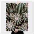 Picture of Cactus Zone _GroupedProduct_Rectangle_Portrait_Photography _GroupedProduct_Rectangle_Portrait_Canvas_