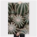 Picture of Cactus Zone _GroupedProduct_Rectangle_Portrait_Photography _GroupedProduct_Rectangle_Portrait_Canvas_